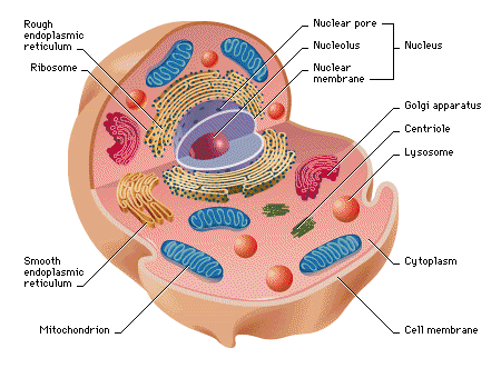 animal cell diagram grade 8. animal cell parts diagram